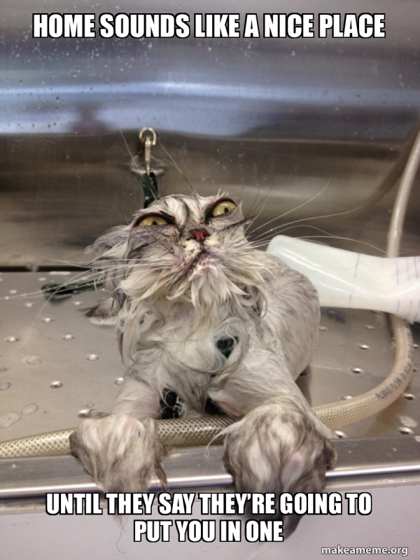 Cat Bath Returns meme