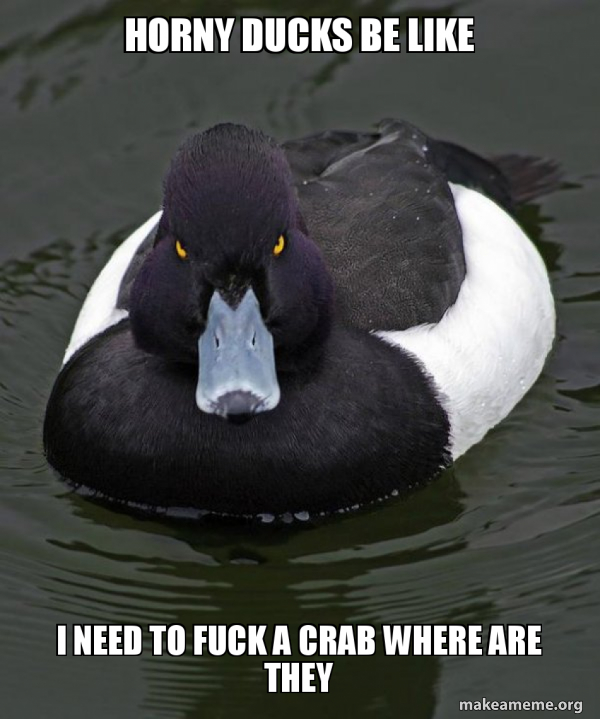 Revenge Duck ( Angry Advice Duck ) meme