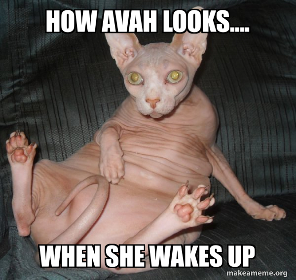 Hairless Cat meme