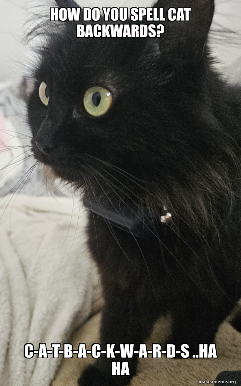 How do you spell cat backwards? CATBACKWARDS ..HA ha Meme Generator