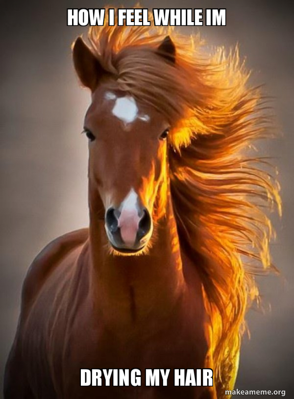 Ridiculously photogenic horse meme