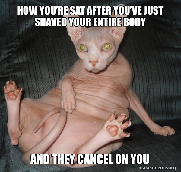 Hairless Cat meme