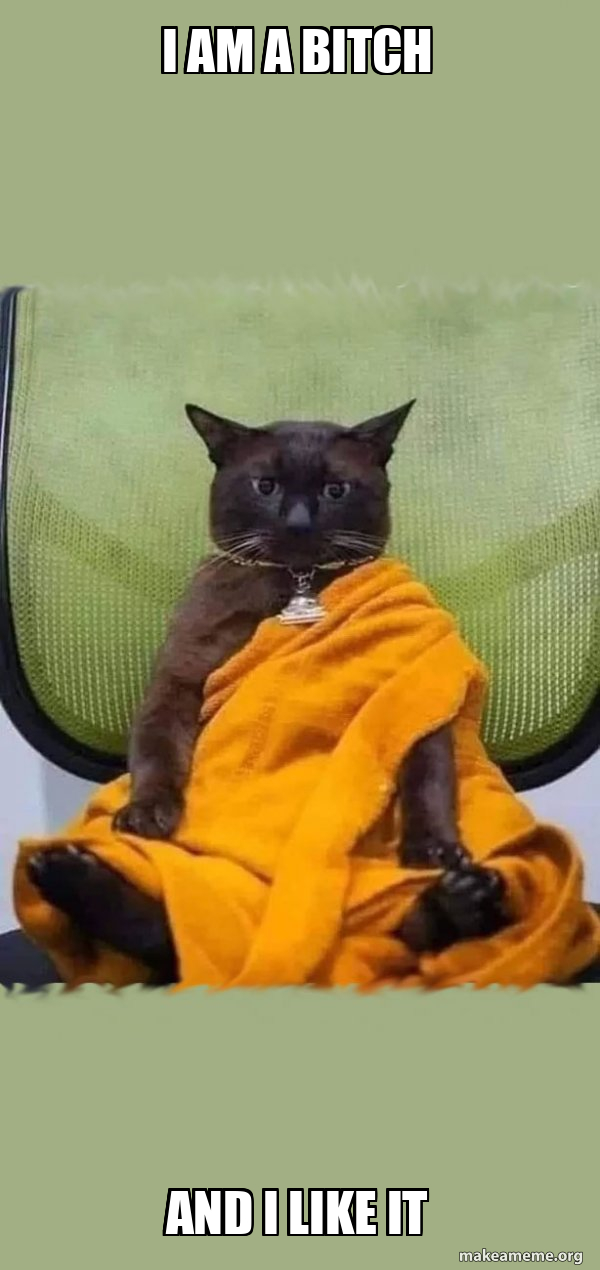 Zen Cat meme