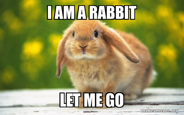 Regretful Rabbit meme