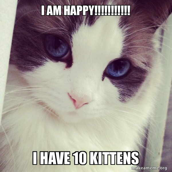 I Am Happy I Have 10 Kittens Ridiculously Photogenic Cat Make A Meme