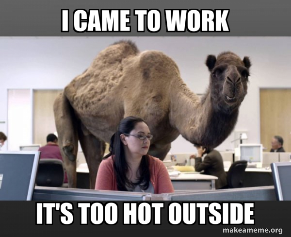 Hump Day Camel meme