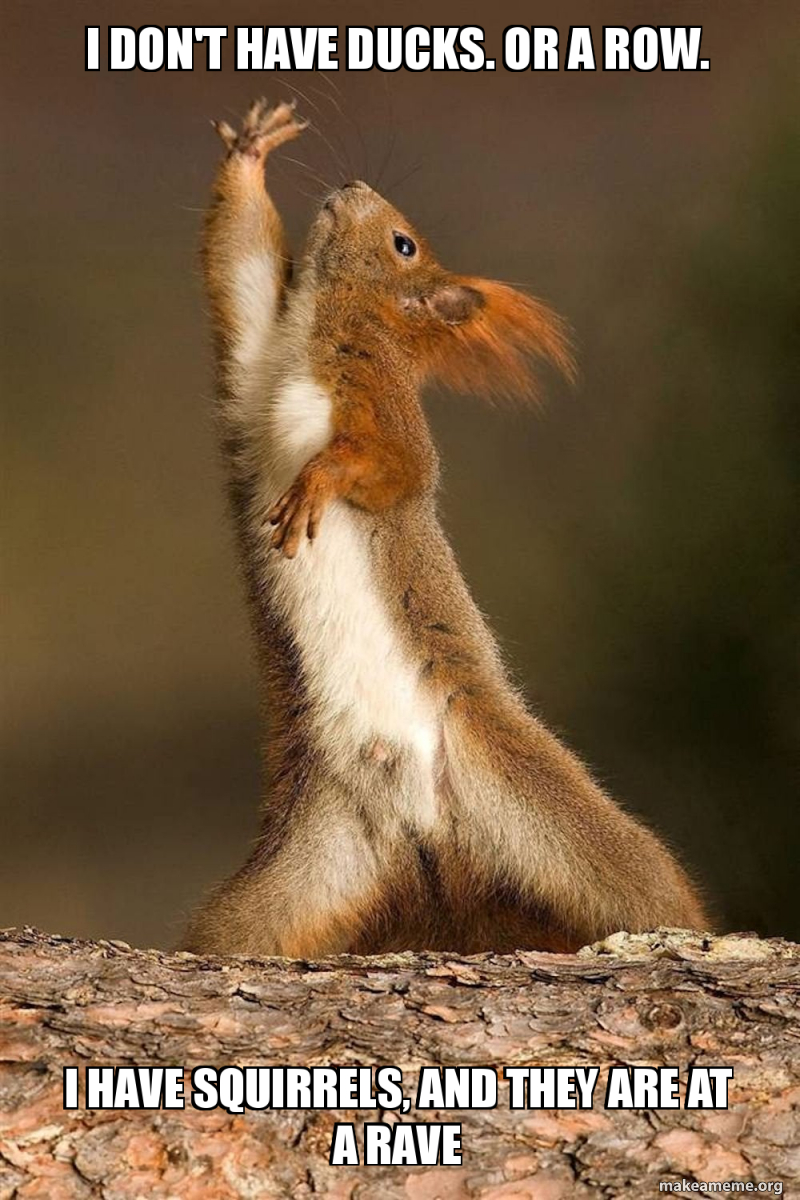 I Don t Have Ducks Or A Row I Have Squirrels And They Are At A Rave