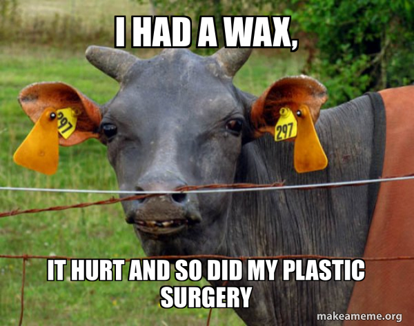 Hairless Cow meme