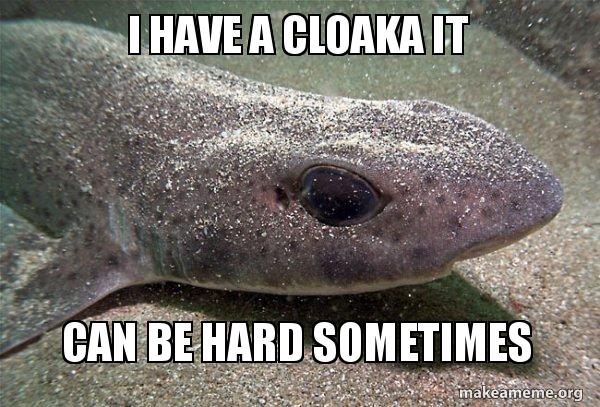 Dirty Joke Dogfish meme