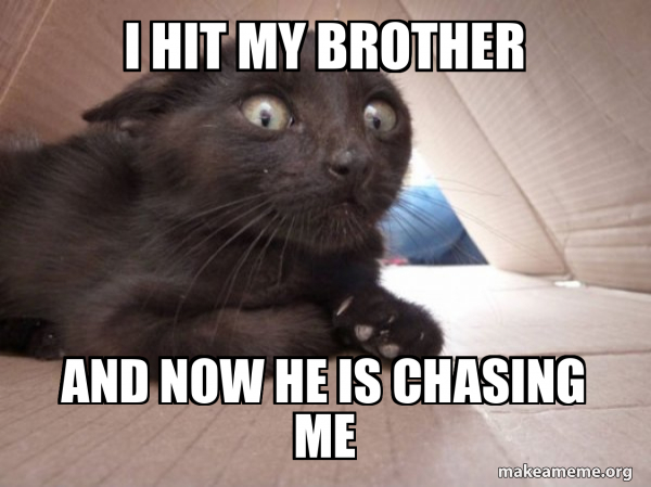 Schitzo Cat meme