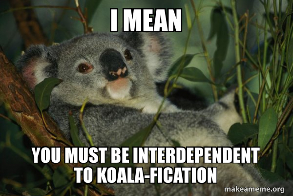 Laid Back Koala meme