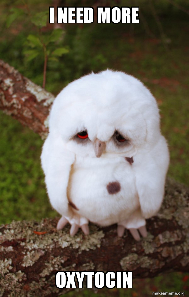 I need more Oxytocin - Sad Owl Meme Generator, image size:726x1140