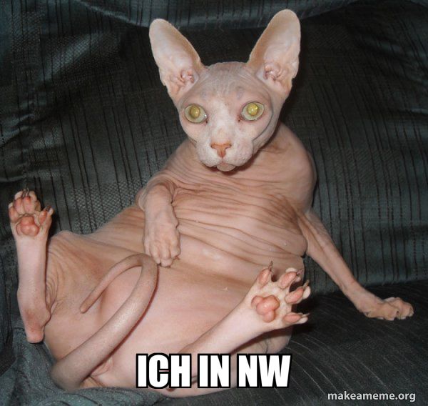 Hairless Cat meme