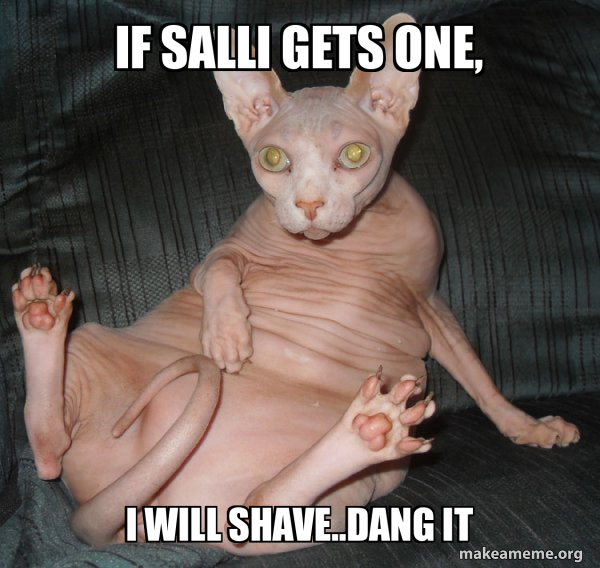 If Salli gets one, I will shave..DANG IT Hairless Cat Meme Generator
