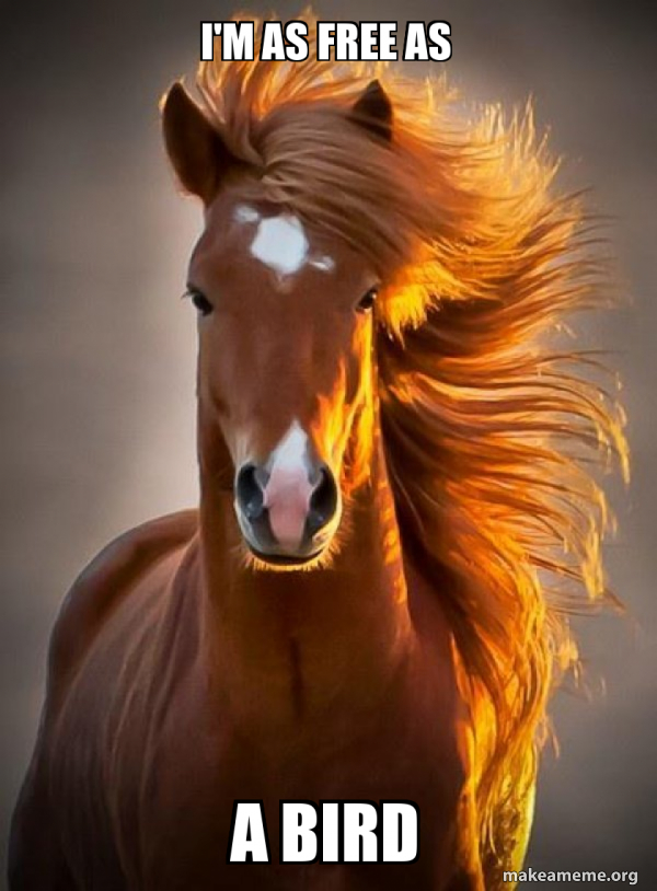 Ridiculously photogenic horse meme