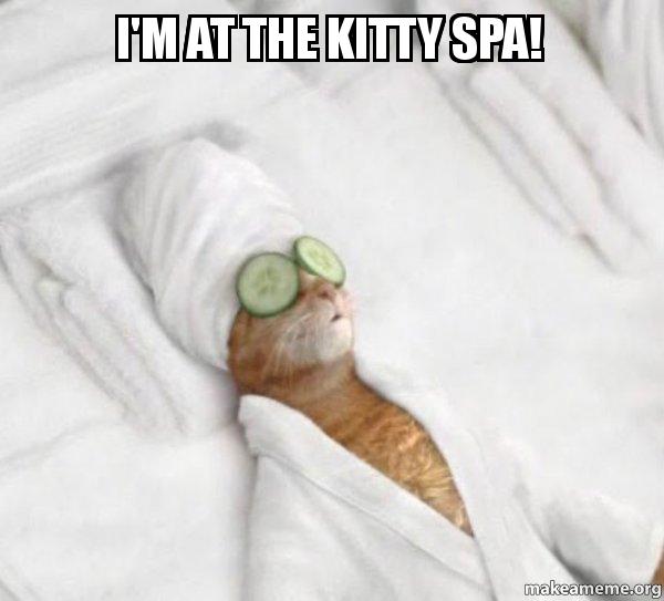 i m at the kitty spa pampered cat meme make a meme