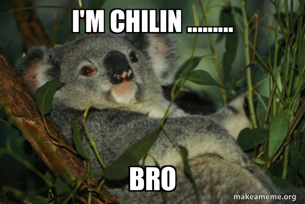 Laid Back Koala meme