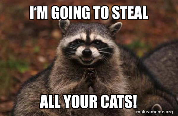 I‘m going to steal All your cats! - Evil Plotting Raccoon Meme Generator
