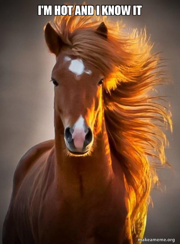 Ridiculously photogenic horse meme