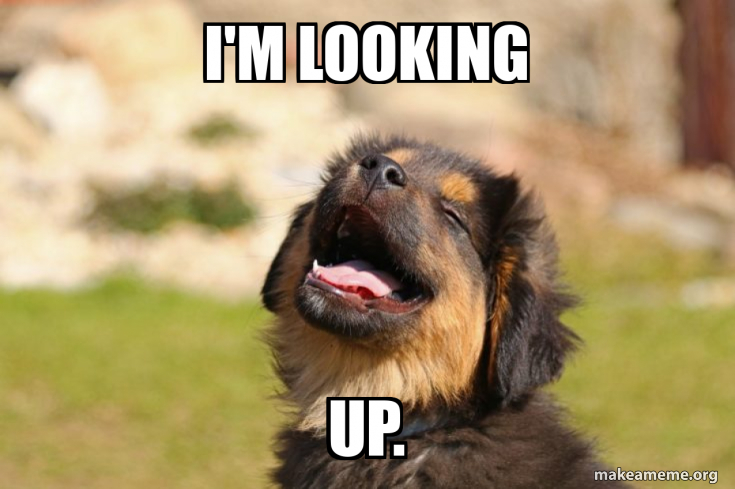 i-m-looking-up-looking-up-dog-meme-generator