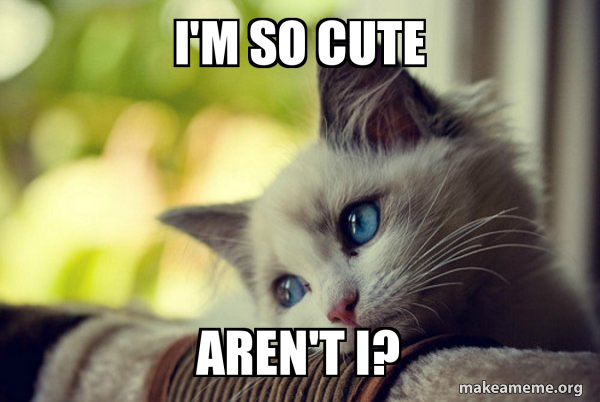 I M So Cute Aren T I Bragging Cat Make A Meme