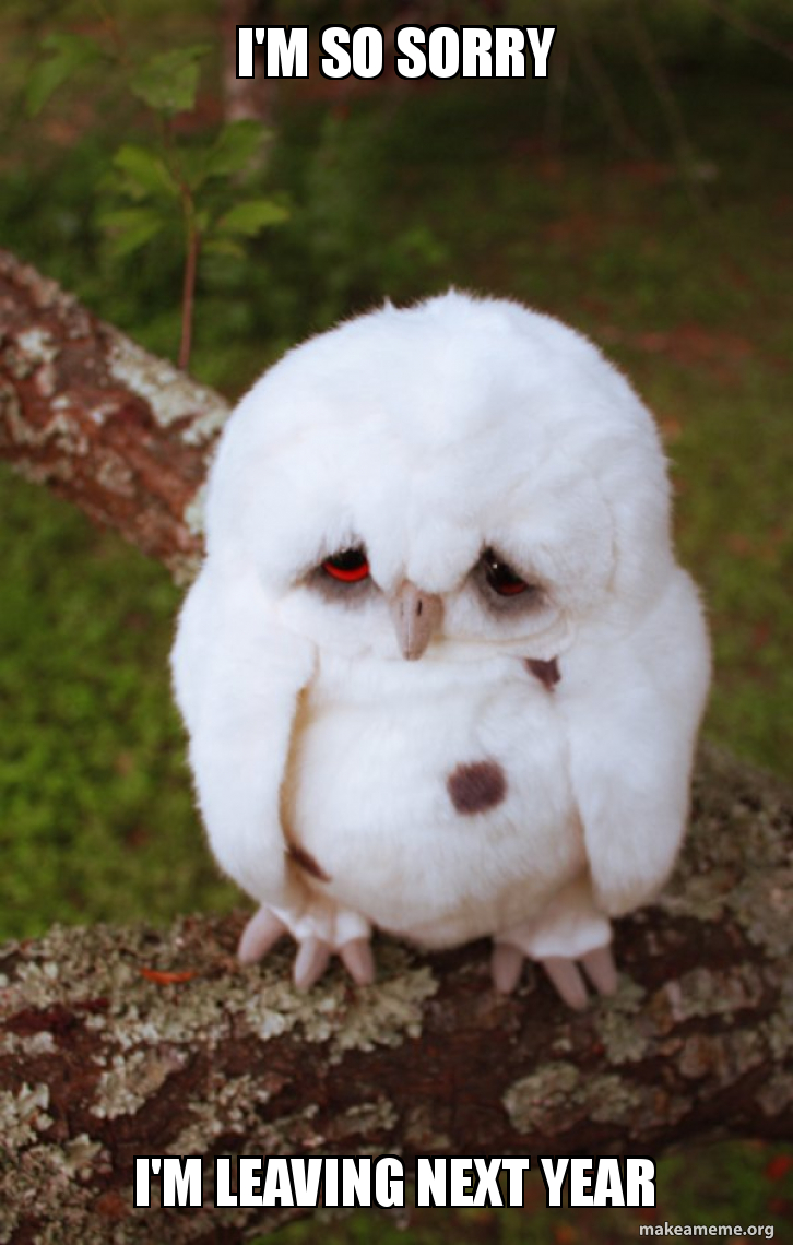 Sad Owl meme