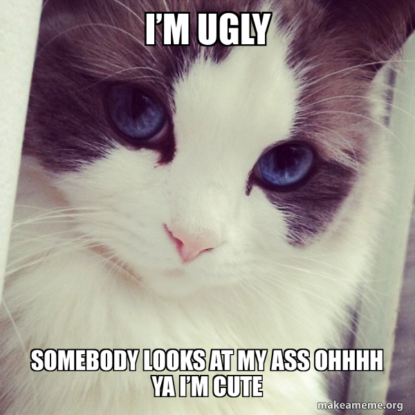 Ridiculously Photogenic Cat meme