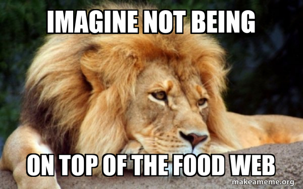 Confession Lion meme