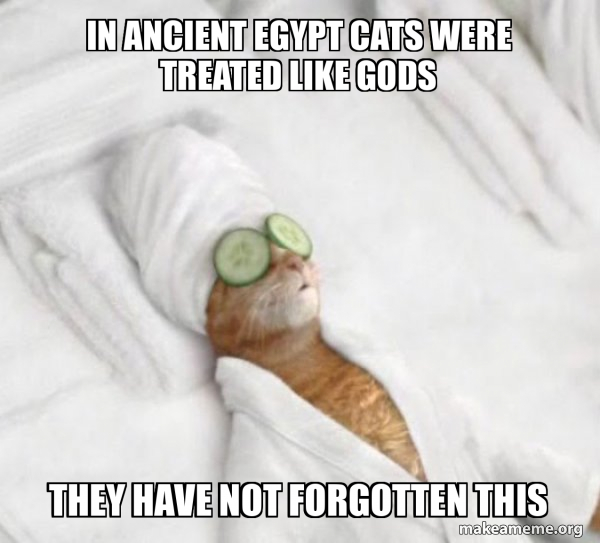 In Ancient Egypt Cats were treated like gods They have not