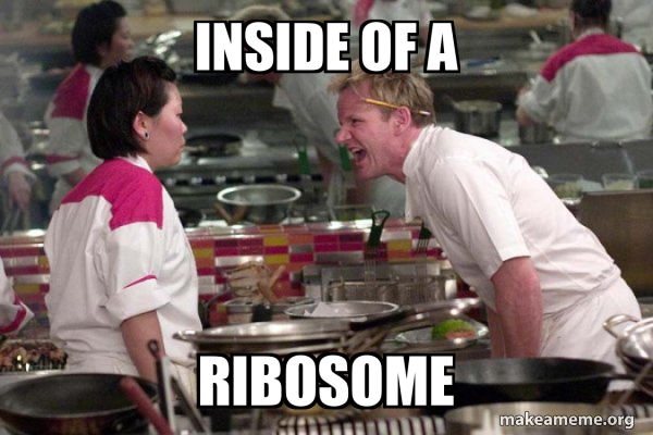 Gordon Ramsay meme