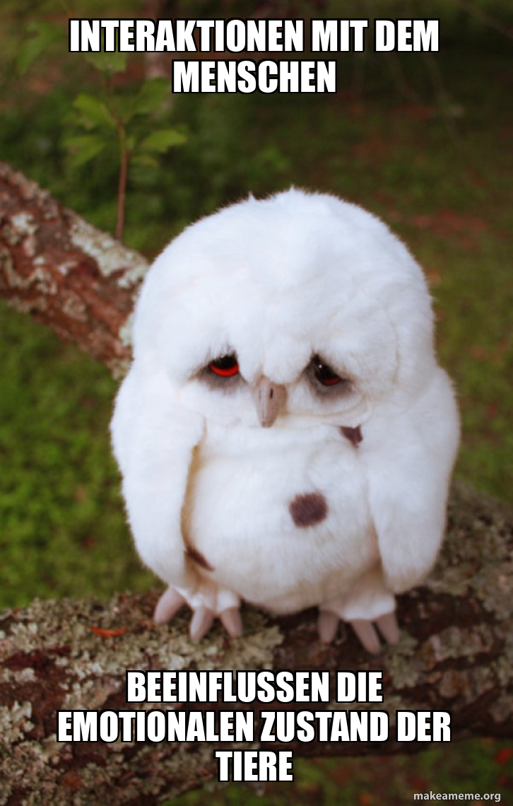 Sad Owl meme