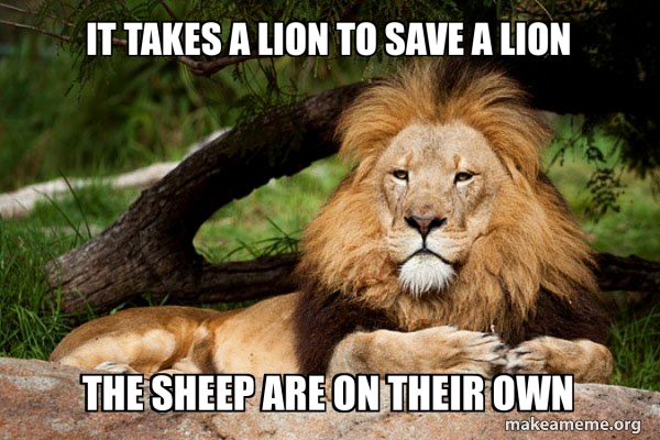 Contemplative Lion meme