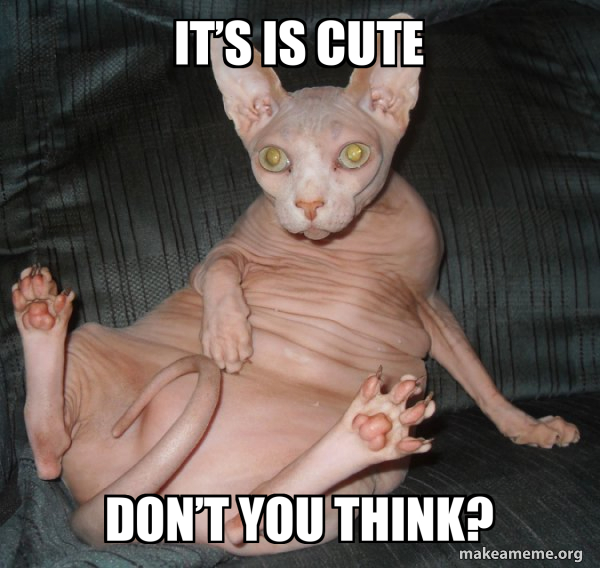 Hairless Cat meme