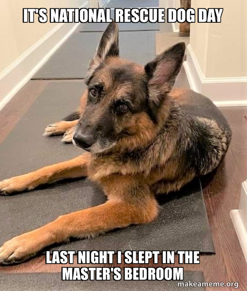 No Rescue Meme IT'S NATIONAL RESCUE DOG DAY LAST NIGHT I SLEPT IN THE MASTER'S BEDROOM ...