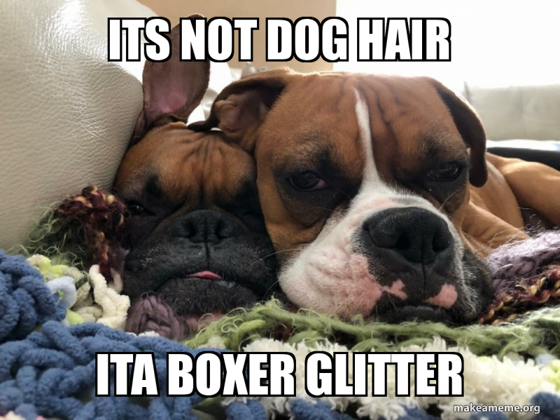 Its Not Dog Hair Ita Boxer Glitter Make A Meme