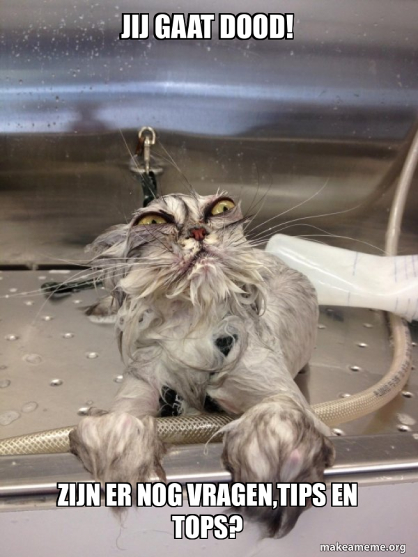 Cat Bath Returns meme