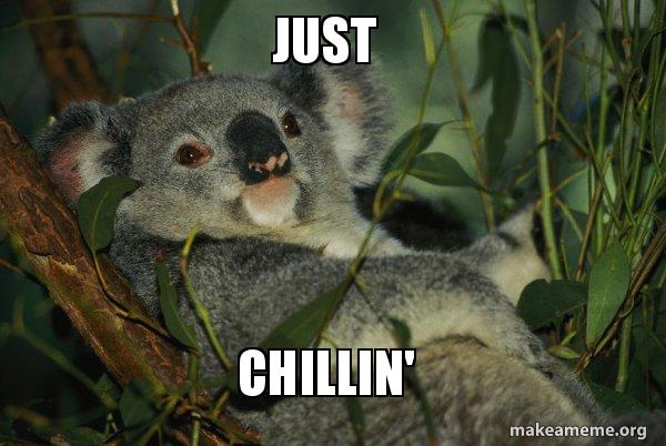 Koala Funny Meme