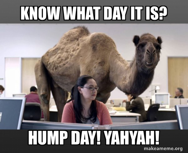 Hump Day Camel meme