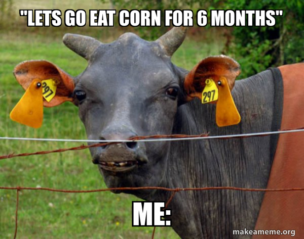 Hairless Cow meme