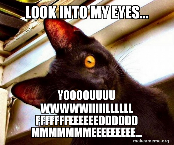 Overly Attached Cat meme