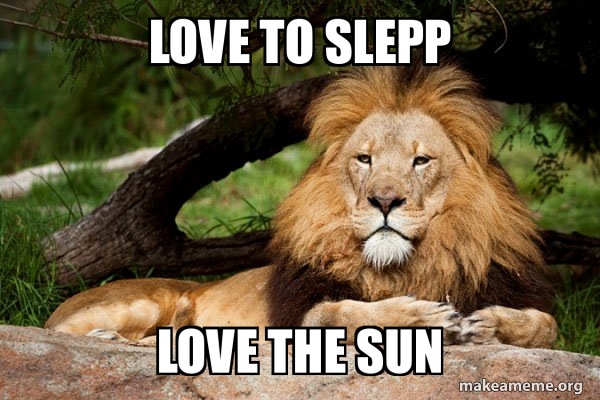 Contemplative Lion meme