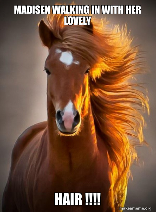 Ridiculously photogenic horse meme