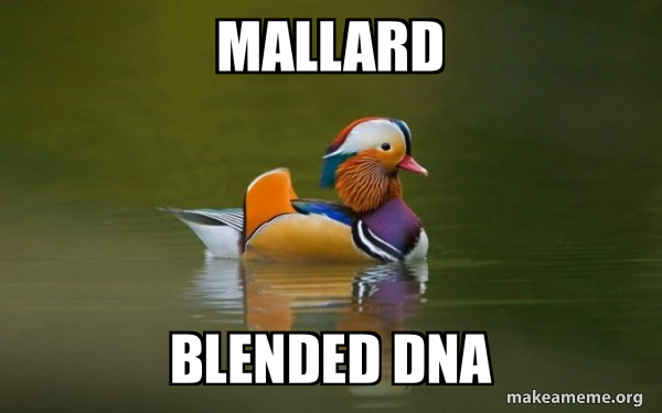 Fashionable Advice Mallard meme