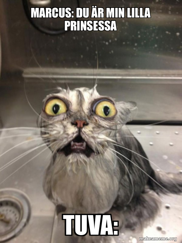 Cat bath meme