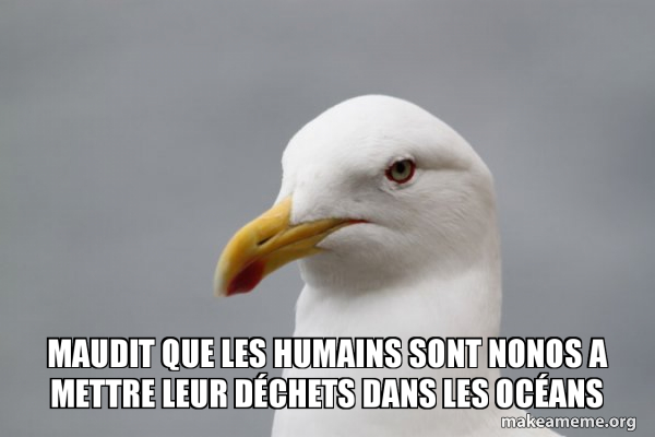 Stuff That Didn't Happen Seagull meme