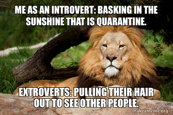 Contemplative Lion meme