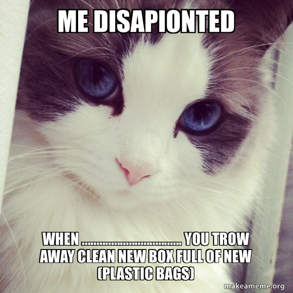 Ridiculously Photogenic Cat meme