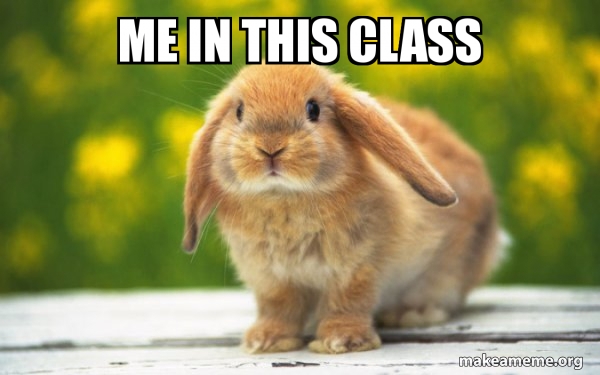 Regretful Rabbit meme