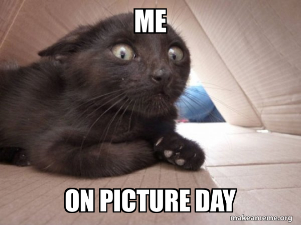 Schitzo Cat meme