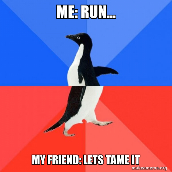 Socially Awkward Awesome Penguin meme